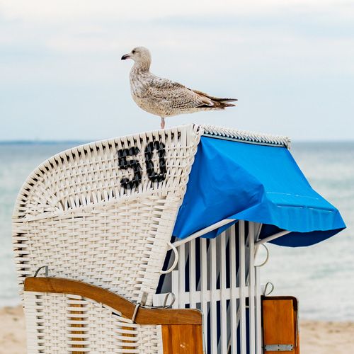 Eine Möwe sitzt auf einem Strandkorb am Meer.